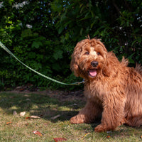 Ancol - Patterned Bumble Bee Dog Lead, Green - 50kg
