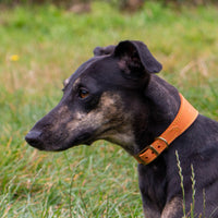 Ancol - Timberwolf Whippet Leather Collar, 30-34cm