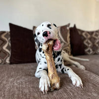 JR Pet Products - Large Ostrich Bone