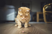 Rosewood - Jolly Moggy Laser Cat Toy
