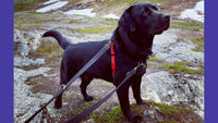 Halti - Double Ended Lead - Black/Silver - Large (2m - max 45kg)