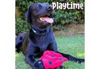 Ancol - Playtime Bugs Bug Dog Toy