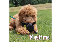 Ancol - Playtime Bugs Bug Dog Toy