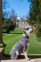 Oscar & Hooch - Dog Collar - Black - Extra Extra Small