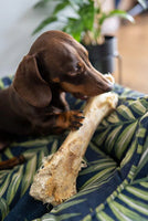 JR Pet Products - Large Ostrich Bone