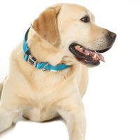 Doodlebone - Originals Padded Dog Collar - Teal - Size 6/11