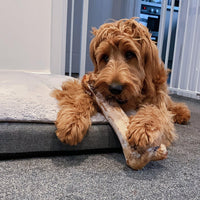 JR Pet Products - Large Ostrich Bone
