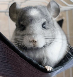Boarding - Chinchilla