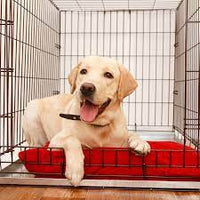 Animal Instincts - Comfort Pet Crate - Size 2