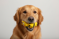 Nobby Dog - Squeaky Bee/Ladybird