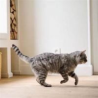 Beaphar - IntestoPro Tablets for Cats & Small Dogs - 20 Pack