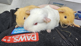 Boarding - Guinea Pigs