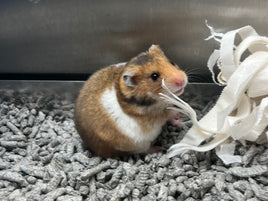 Boarding - Mice, Hamsters Or Gerbils