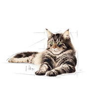 Royal Canin - Adult Maine Coon Cat - 85g (12 Pack)