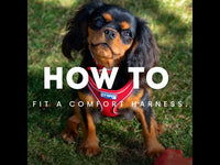 Ancol - Viva Comfort Dog Harness