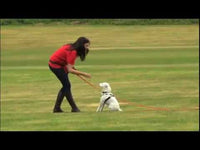 Mikki - Nylon XL Dog Muzzle