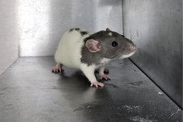 Boarding - Rat or Degu