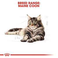 Royal Canin - Adult Maine Coon 31- 2kg