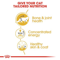 Royal Canin - Adult Maine Coon Cat - 85g (12 Pack)