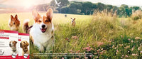 Beaphar Canishield Large Dogs
