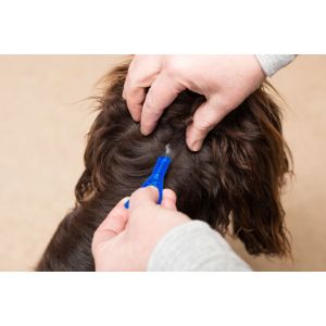 Frontline - Spot On Large Dog - 20 to 40kg - 1 Pipette