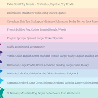 Doodlebone - Originals Pattern Collar - Bright Leopard - Size 6-11