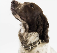 Oscar & Hooch - Dog Collar - Graphite Grey - Small