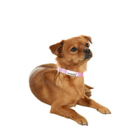 Doodlebone - Originals Nylon Collar - Blush - 3 to 6