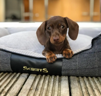 Scruffs - Windsor Charcoal Dog Bed - Large (75 x 60cm / 29.5" x 24")