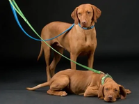 Oscar & Hooch - Dog Lead - Apple Green - Small
