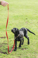 Interpet - Recall Training Lead - Black - 6ft