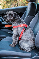 Mikki - Car Harness - Small