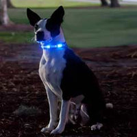 Dog-e-glow - Light up Dog Collar - Blue Bones - 18" - 26" (XL)