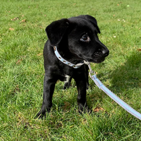 Oscar & Hooch - Dog Lead - Apple Green - Small