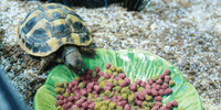 Komodo - Tortoise Food Dandelion - 170g