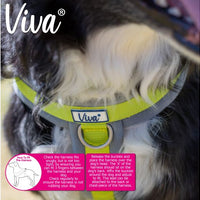 Ancol - Viva Padded Harness - Lime - Small (36-42cm)