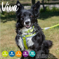 Ancol - Viva Padded Harness - Lime - Small (36-42cm)