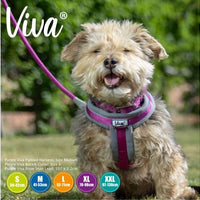 Ancol - Viva Padded Harness - Lime - Small (36-42cm)