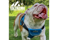Ancol - Extreme Harness - Blue - Large