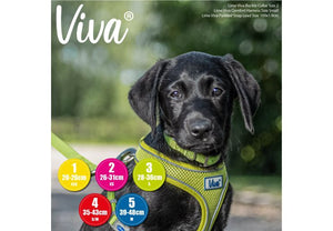 Ancol - Viva - Nylon Buckle Collar - Lime - Size 3 (28-36cm)