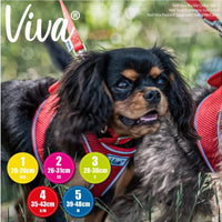 Ancol - Viva - Nylon Buckle Collar - Lime - Size 3 (28-36cm)