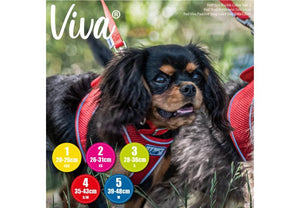 Ancol - Viva - Nylon Buckle Collar - Lime - Size 3 (28-36cm)