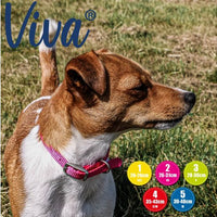 Ancol - Viva - Nylon Buckle Collar - Lime - Size 3 (28-36cm)