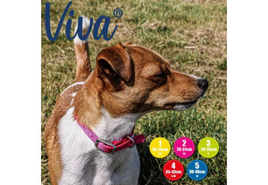 Ancol - Viva - Nylon Buckle Collar - Lime - Size 3 (28-36cm)