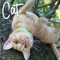 Ancol - Reflective Cat Collar - Hi Vis Green