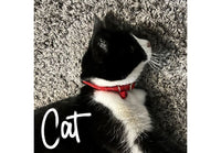 Ancol - Reflective Gloss Cat Collar - Red Heart