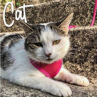 Ancol - Soft Cat Harness - Black - Large