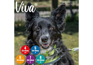 Ancol - Viva Padded Buckle Dog Collar - Lime (Hi vis) - 50-59cm (Size 7)