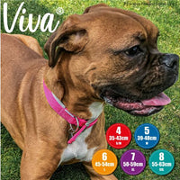 Ancol - Viva Padded Buckle Dog Collar - Black - 55-65cm (Size 7 - 24")