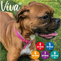 Ancol - Viva Padded Buckle Dog Collar - Red - 39-48cm (Size 5 - 20")